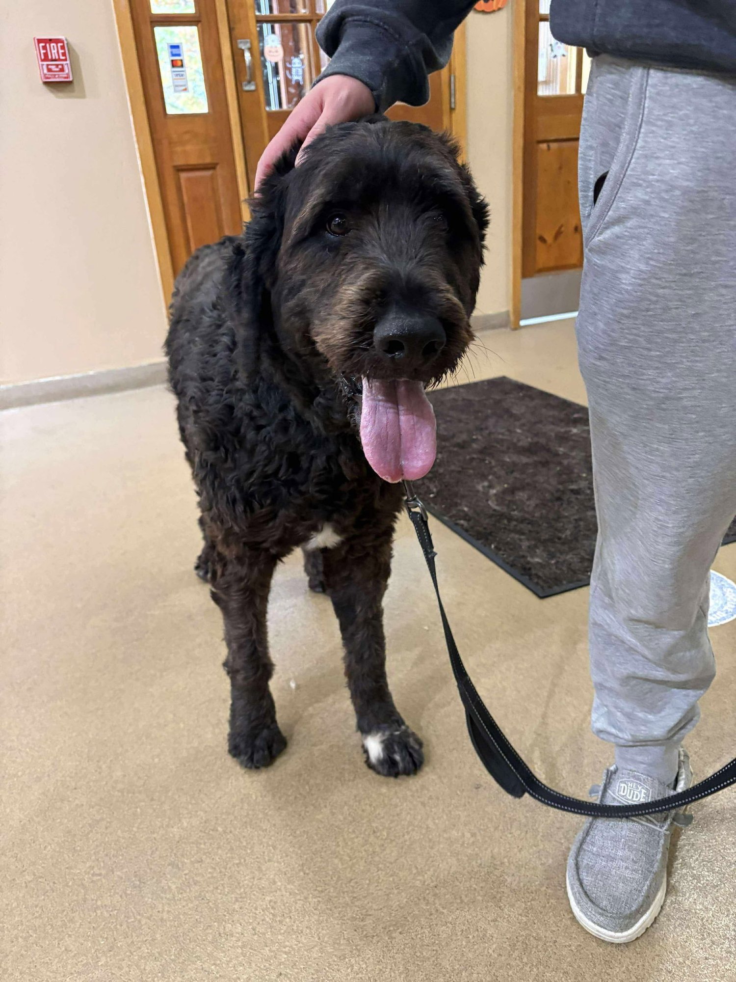 Caesar (Foster or adopter needed!) - Photo 3