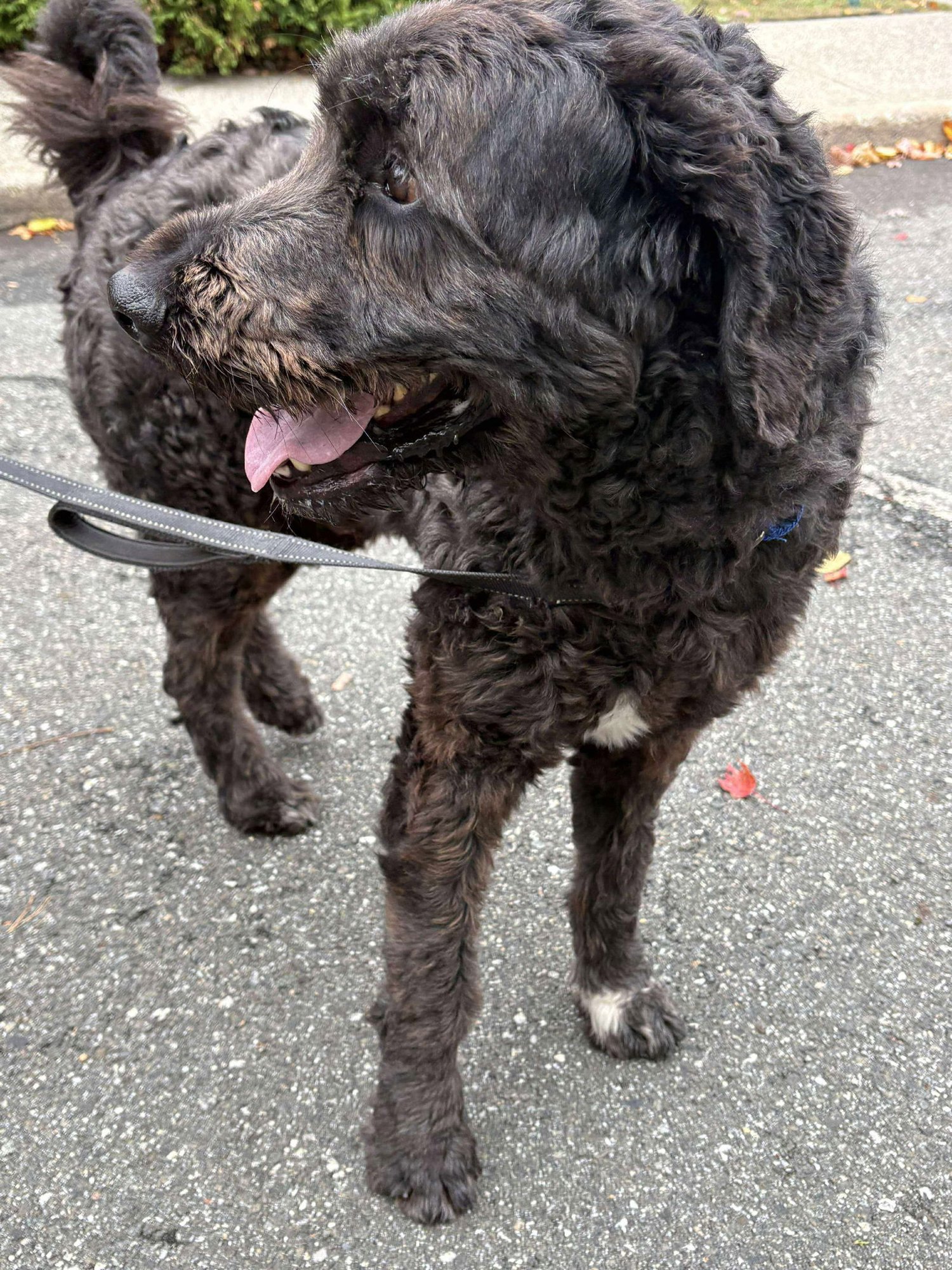 Caesar (Foster or adopter needed!) - Photo 4