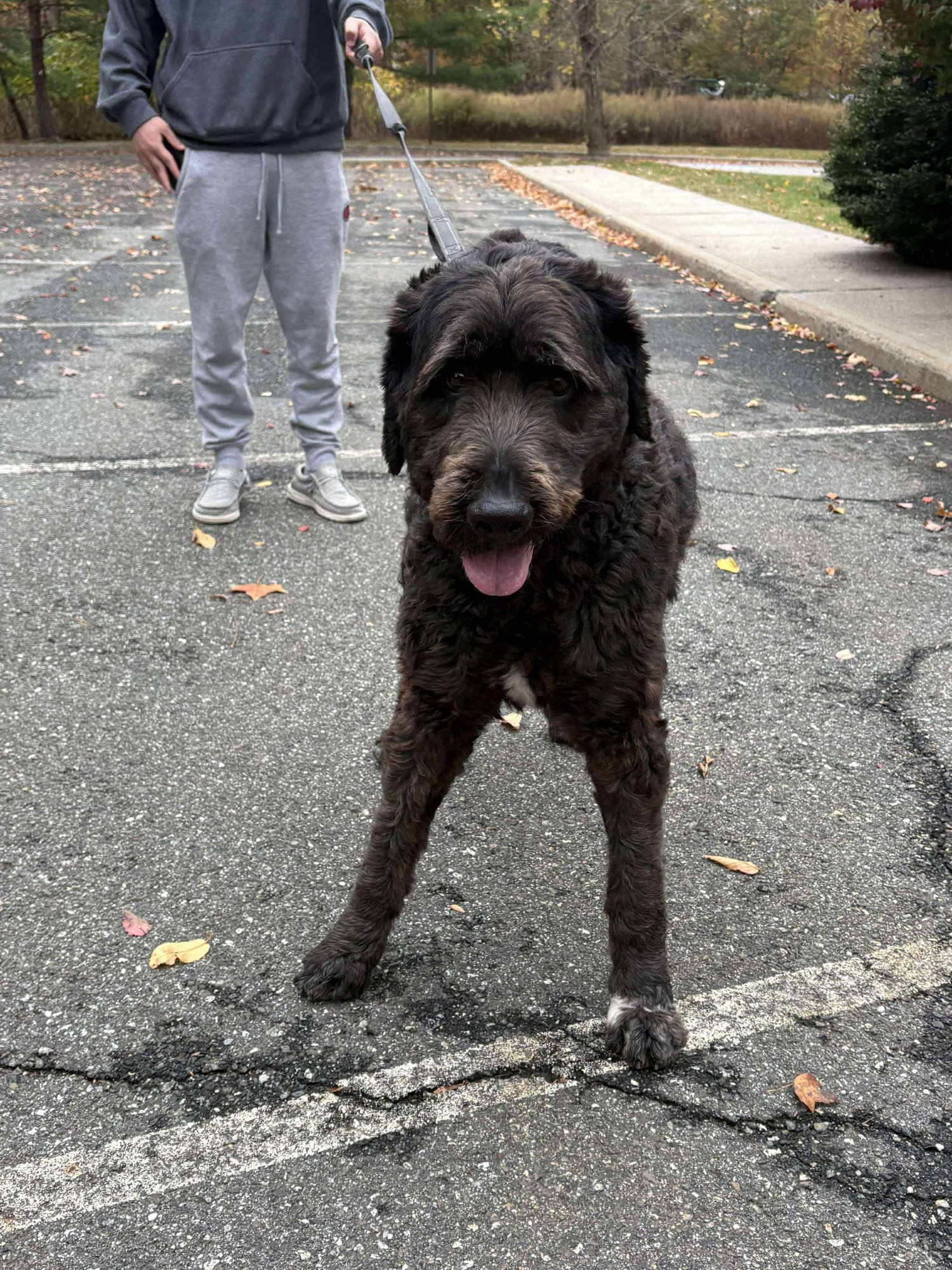 Caesar (Foster or adopter needed!) - Photo 5