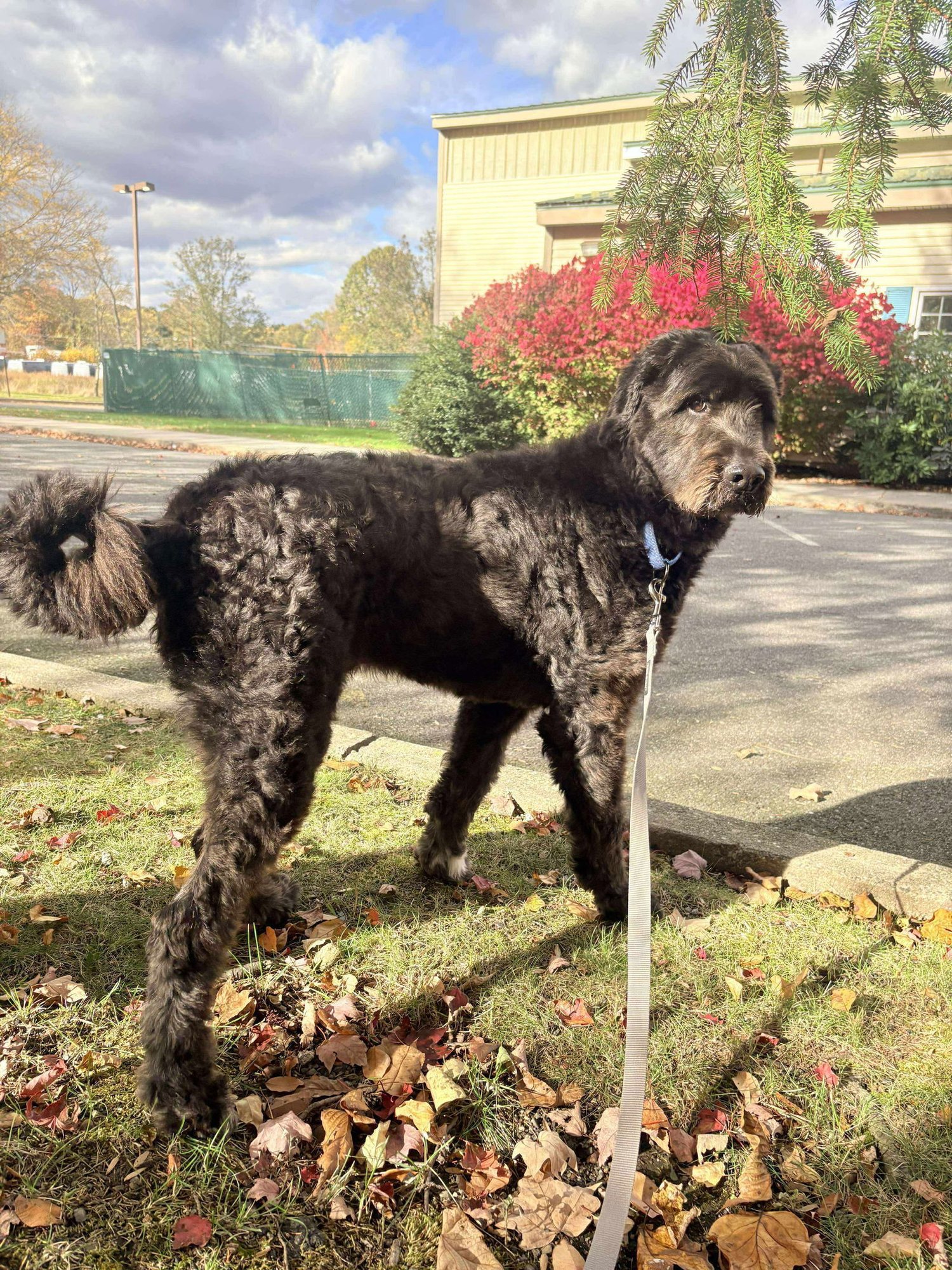 Caesar (Foster or adopter needed!) - Photo 6