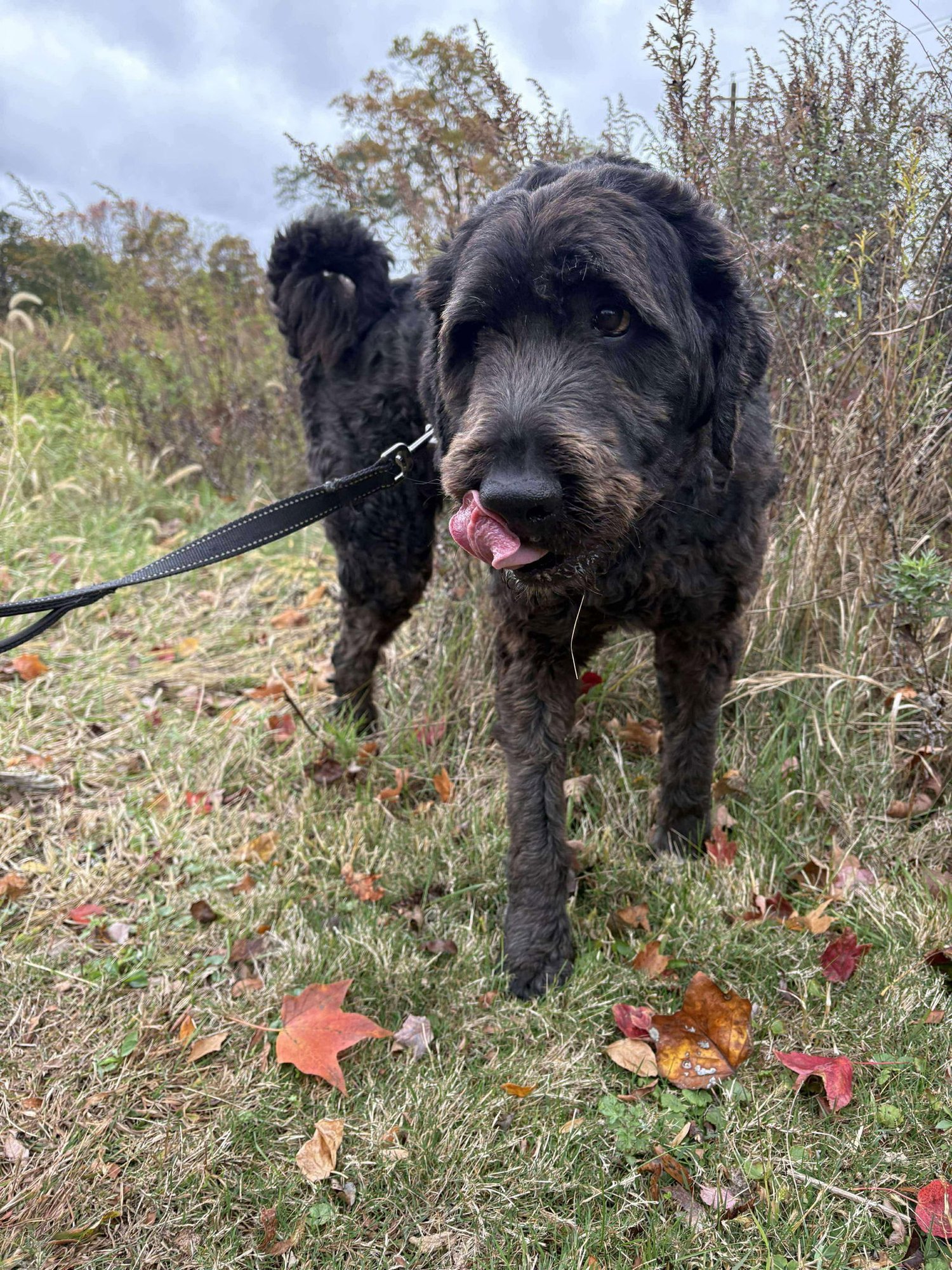 Caesar (Foster or adopter needed!) - Photo 7