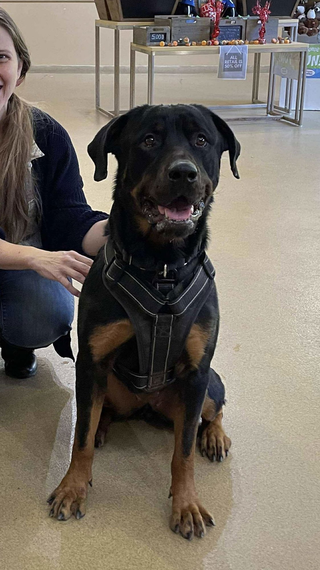 SNOW - Rottweiler available for adoption
