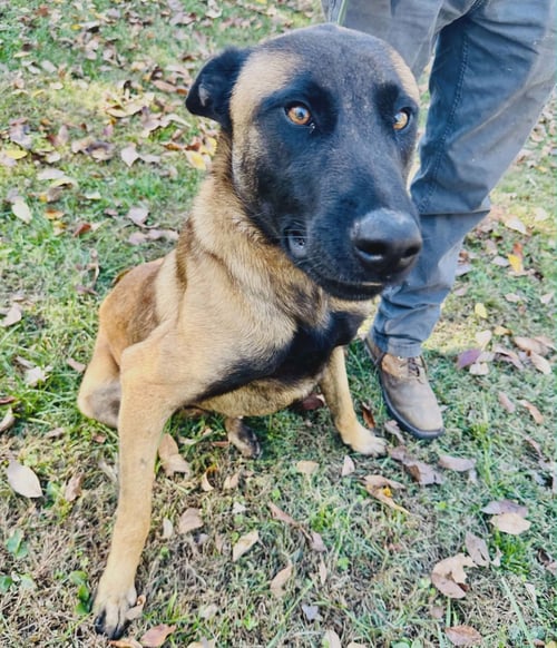 BUDDY - Shepherd available for adoption