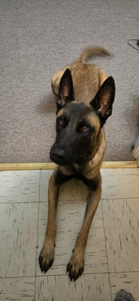 Buddy - Photo 5