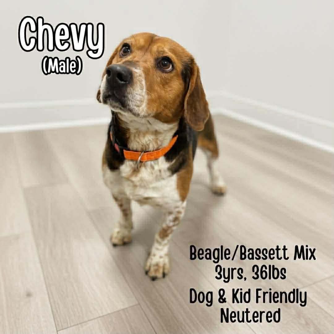 CHEVY - Beagle / Basset Hound available for adoption