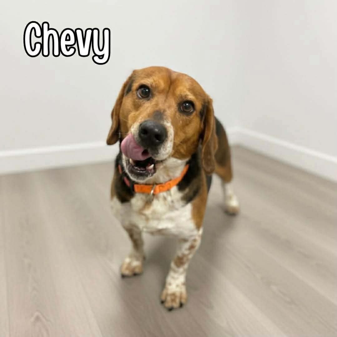 CHEVY - Beagle / Basset Hound available for adoption