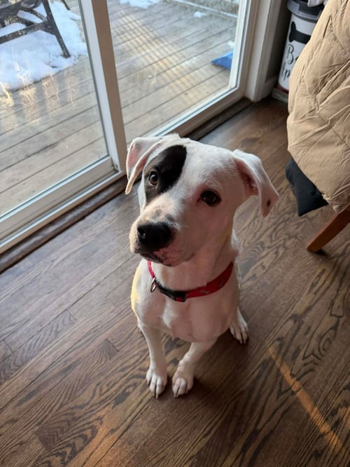 PETEY - Boxer / Labrador Retriever available for adoption