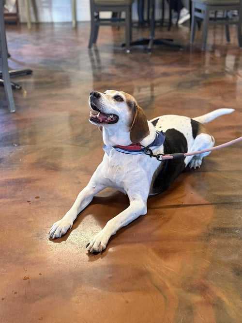 PEACHES - Hound available for adoption