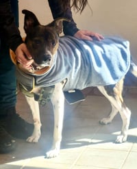 Coquito (Foster or Adopter Needed!) - Photo 3