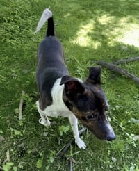 Coquito (Foster or Adopter Needed!) - Photo 4