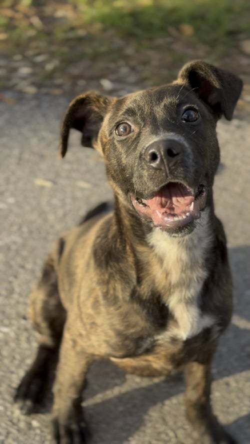TORKIN - Mountain Cur / Pit Bull Terrier available for adoption