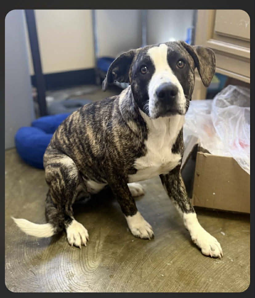 MABEL - Staffordshire Bull Terrier / Boxer available for adoption