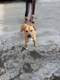 Bodhi (Foster or Adopter needed!) - Photo 4