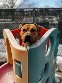 Bodhi (Foster or Adopter needed!) - Photo 3