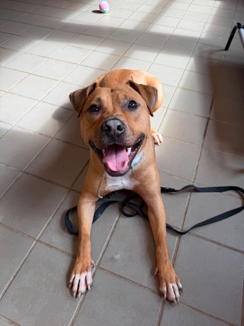 BODHI (FOSTER OR ADOPTER NEEDED!) - Pit Bull Terrier available for adoption