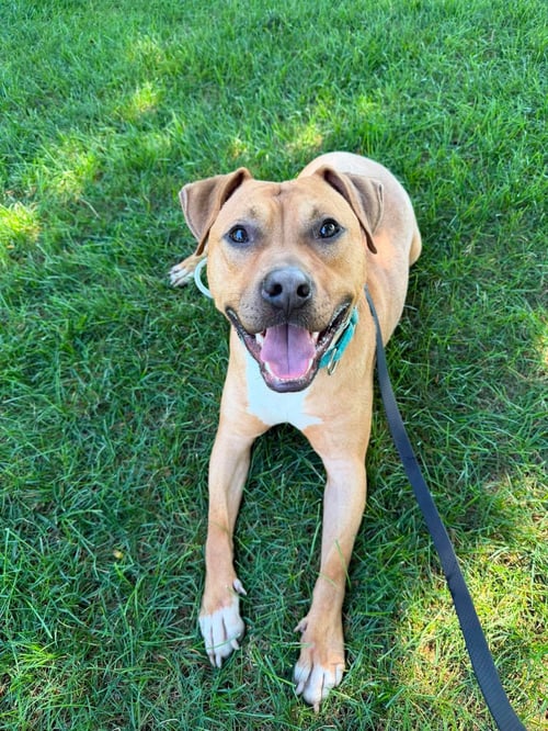 BODHI (FOSTER OR ADOPTER NEEDED!) - Pit Bull Terrier for adoption in Paterson
