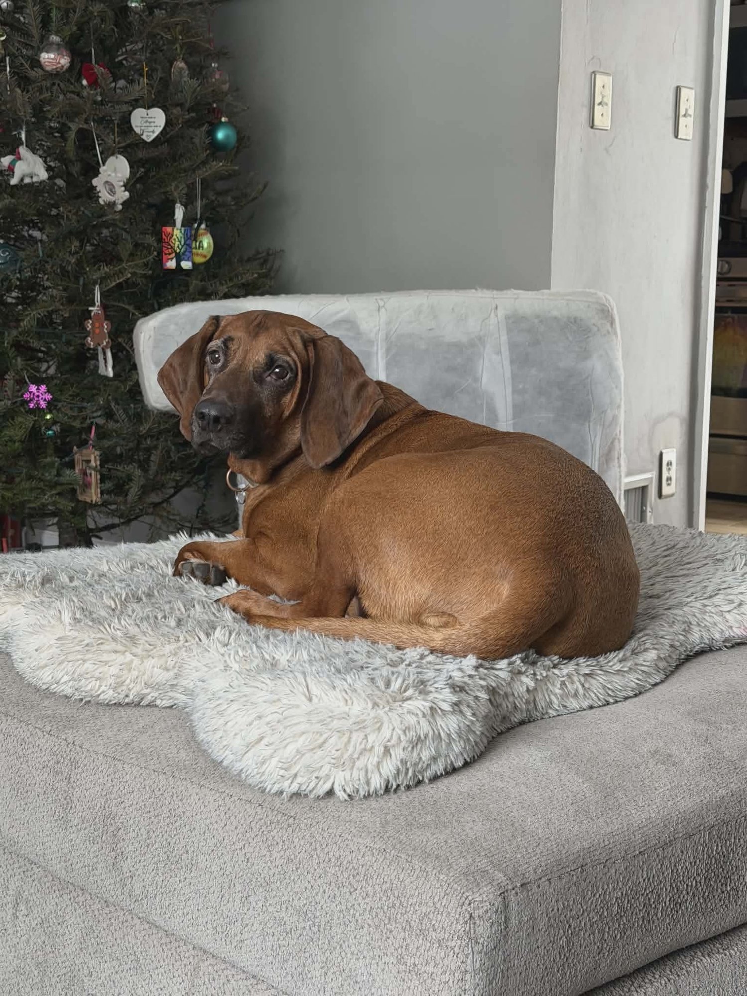 AARON - Redbone Coonhound available for adoption