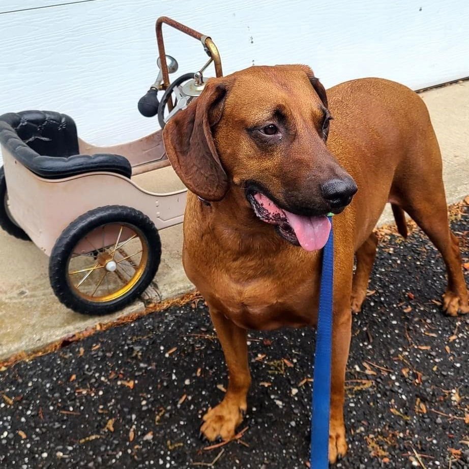 AARON - Redbone Coonhound available for adoption