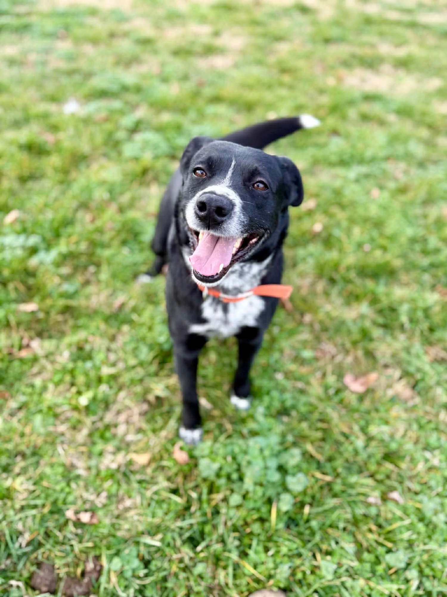 SNOOP - Black Labrador Retriever available for adoption