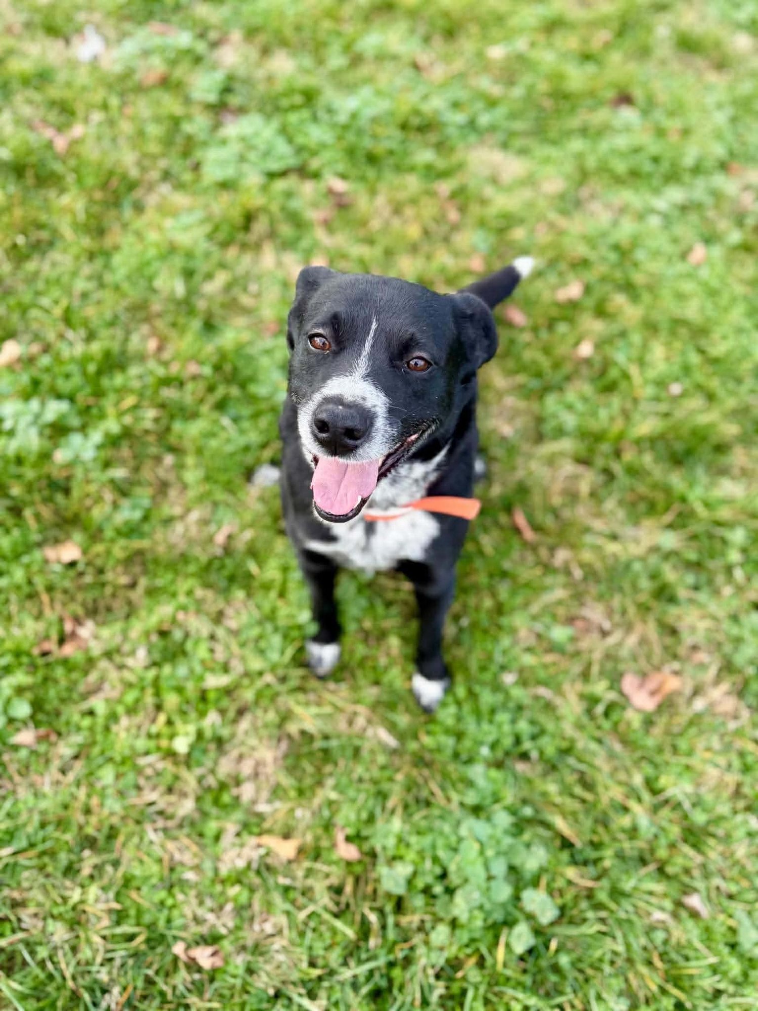 SNOOP - Black Labrador Retriever available for adoption