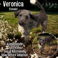 Veronica - Photo 1