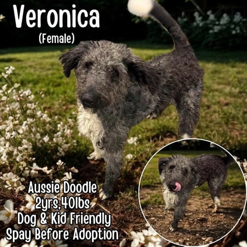 VERONICA - Australian Shepherd / Poodle (Standard) available for adoption