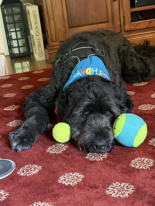 CAESAR - Poodle (Standard) / Great Pyrenees available for adoption