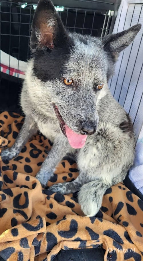 SASSAFRAS - Australian Cattle Dog/Blue Heeler available for adoption