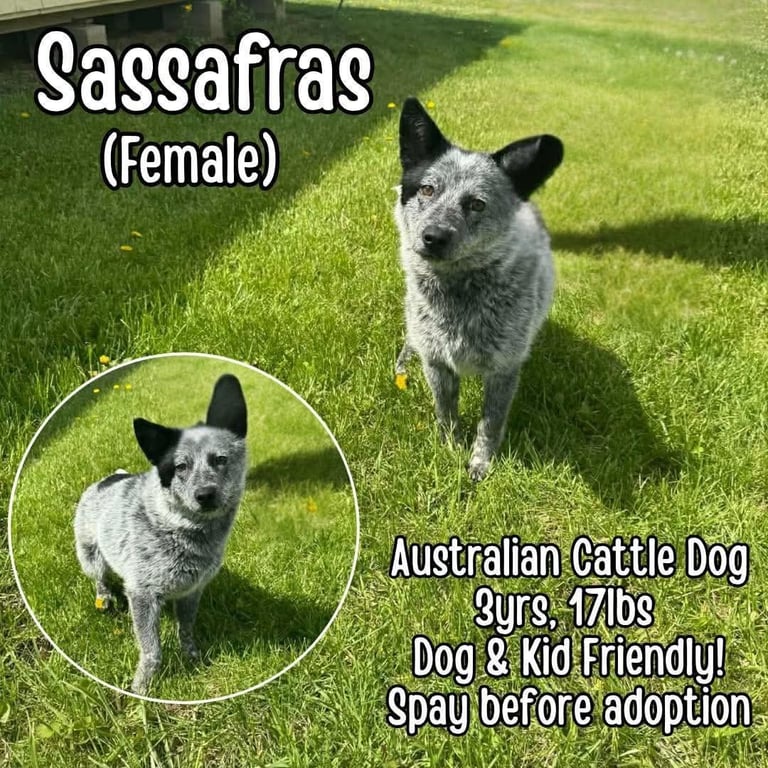 Sassafras Image