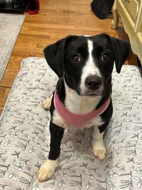 OREO - Springer Spaniel for adoption in Yonkers