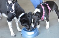 Oreo - Photo 9