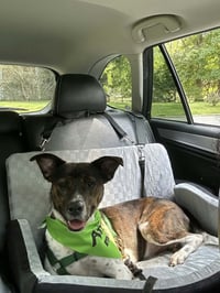 Coquito (Foster or Adopter needed!) - Photo 1