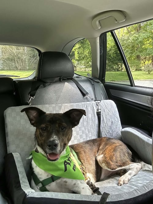 COQUITO (FOSTER OR ADOPTER NEEDED!) - Terrier / Pointer for adoption in Paterson