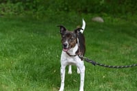 Coquito (Foster or Adopter needed!) - Photo 5