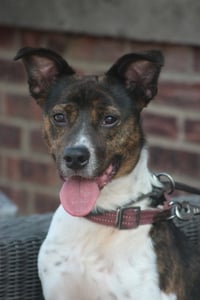 Coquito (Foster or Adopter needed!) - Photo 7