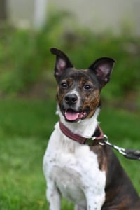 Coquito (Foster or Adopter needed!) - Photo 6