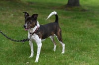 Coquito (Foster or Adopter needed!) - Photo 4