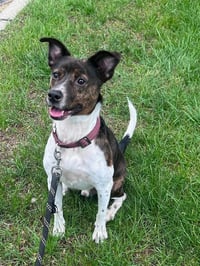 Coquito (Foster or Adopter needed!) - Photo 3