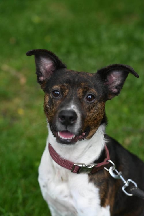 COQUITO (FOSTER OR ADOPTER NEEDED!) - Terrier / Pointer available for adoption