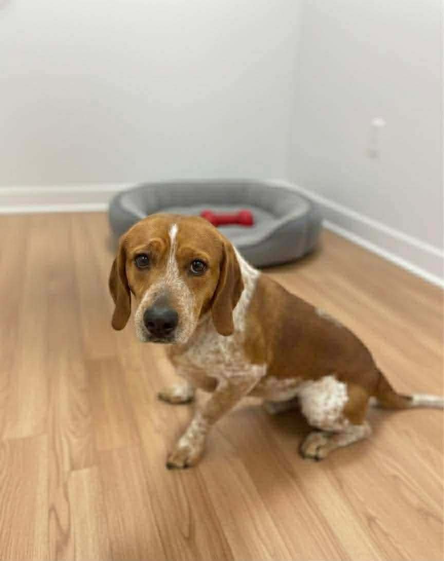 FORD - Beagle / Basset Hound available for adoption