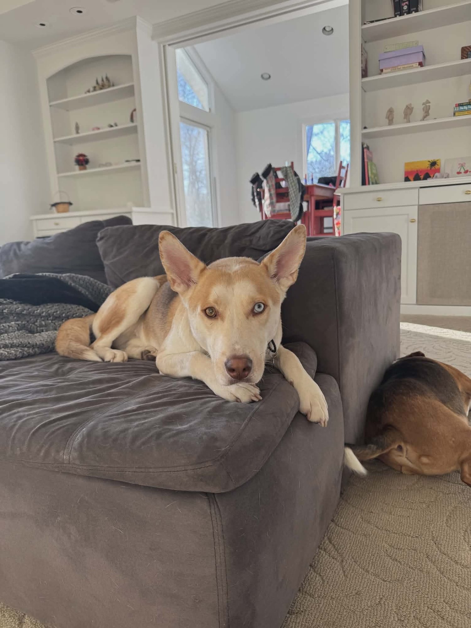 CHANCE - Husky available for adoption