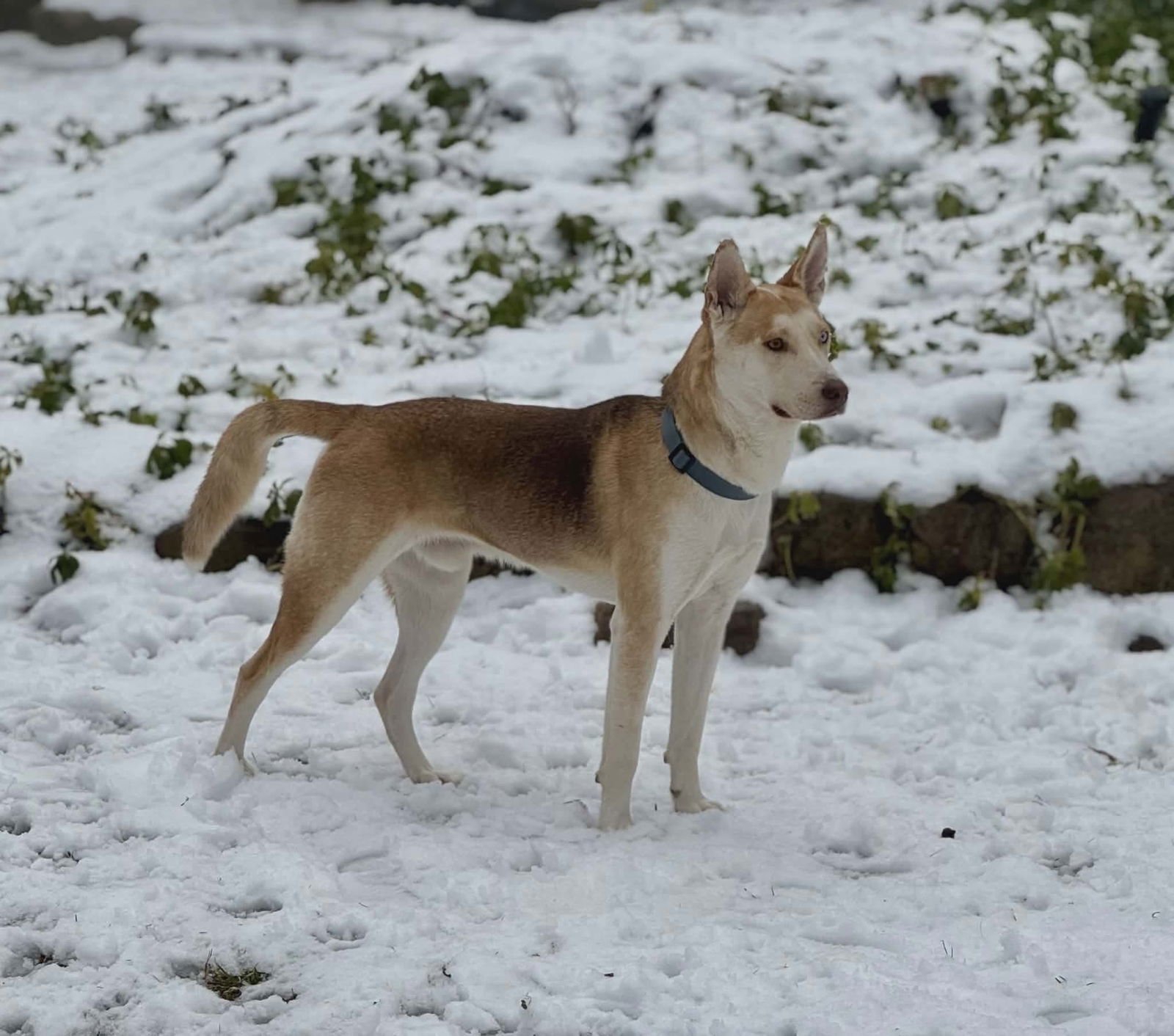 CHANCE - Husky available for adoption
