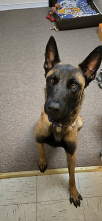 Buddy - Photo 4