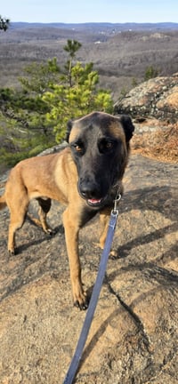 Buddy - Photo 5