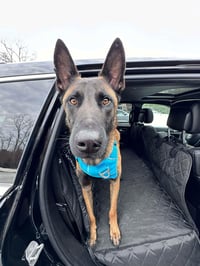 Buddy - Photo 7