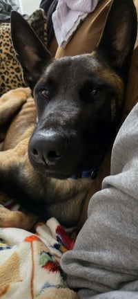 Buddy - Photo 8