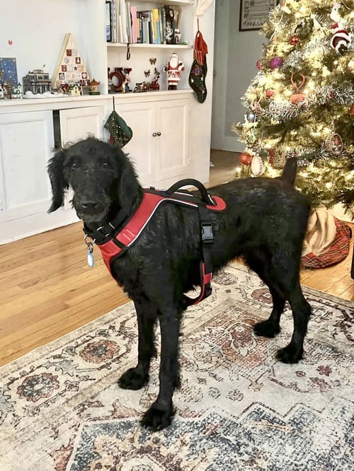SOPHIA - Poodle (Standard) available for adoption