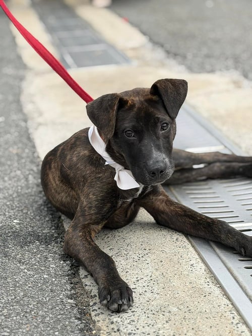 TORKIN - Mountain Cur / Pit Bull Terrier available for adoption