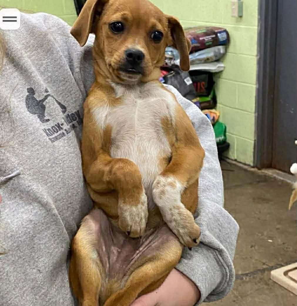 DUKE - Chihuahua available for adoption