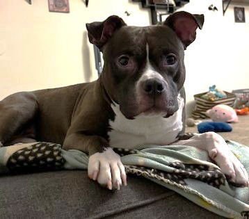 BOOMER - American Pit Bull Terrier available for adoption